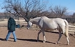Equicoaching Coaching par le cheval Développement personnel avec le cheval