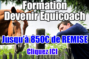 Devenir equicoach